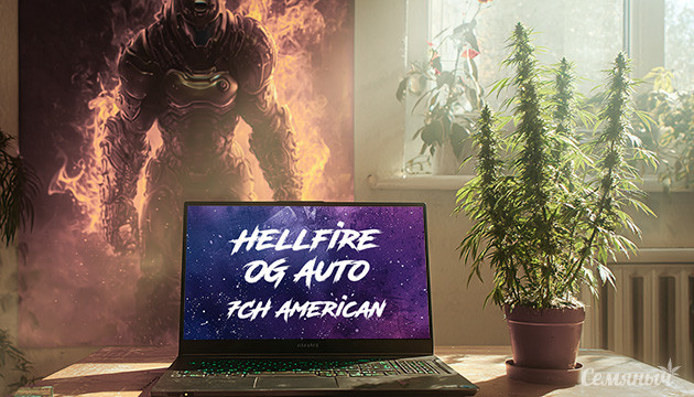 Гроурепорт сорта Hellfire OG Auto от 7CH American