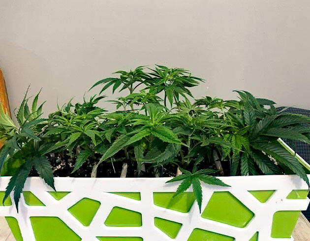 Куст после подкормки и обрезки на вегетации