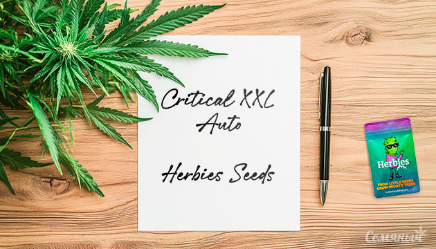 Critical XXL Auto от Herbies Seeds