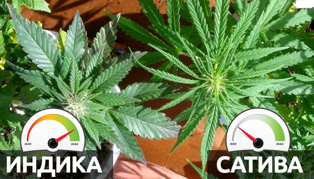 Как быстро созревает сатива и индика Скорость созревания индики и сативы