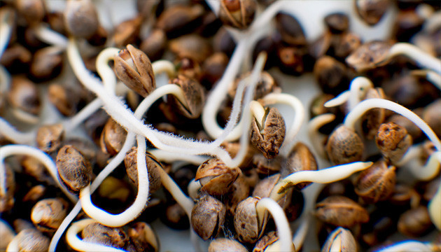 урожайные семена марихуаны