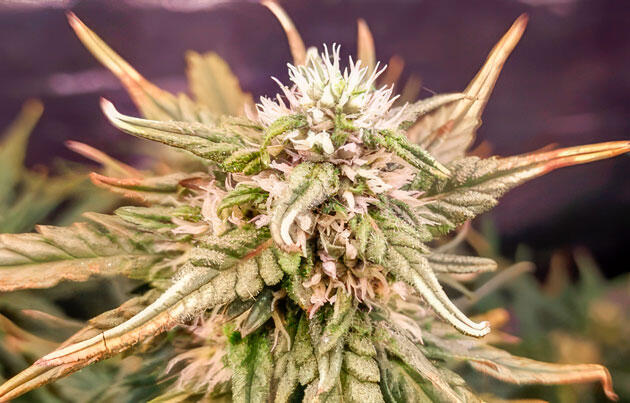 Контроль температуры ради сохранения шишек Шишка сорта конопли +Speed Auto