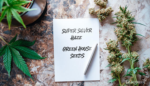 Гроурепорт сорта Super Silver Haze от GHS