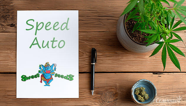 Выращивание сорта марихуаны Speed Auto от сидбанка Sweet Seeds Гроурепорт сорта Speed Auto от Sweet Seeds