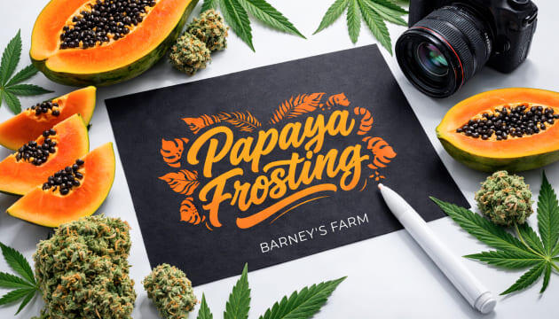 Гроурепорт сорта Papaya Frosting от Barney's Farm