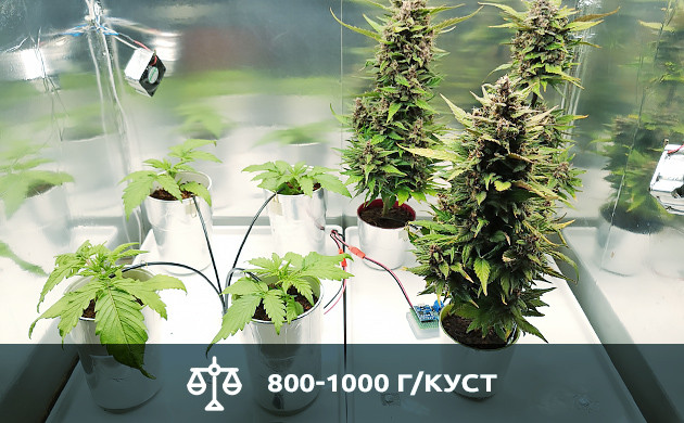 Невысокие сорта приносят до 1000 г с куста