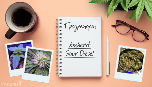Гроурепорт сорта Amherst Sour Diesel от Humboldt Seeds