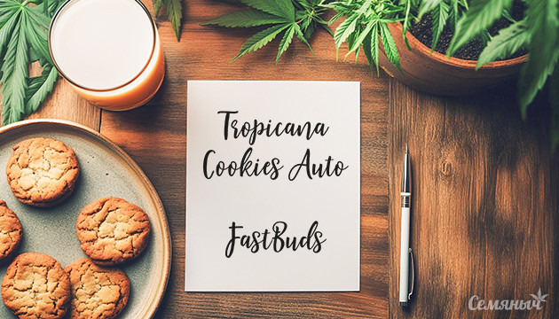 Гроурепорт сорта Tropicana Cookies Auto fem от FastBuds